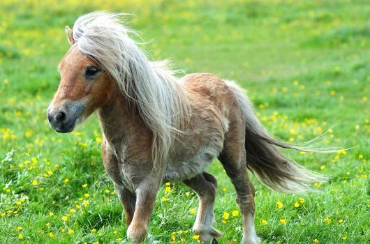 Escursione Pony compleanno Pony Rimini Sconto 30%!