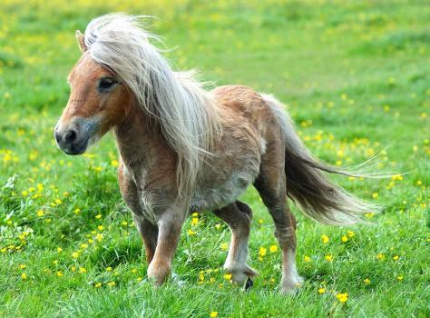 Ponylandia Adventure 2013: divertimento con pony per i bambini	